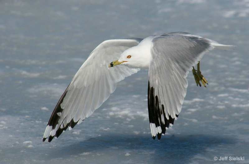 Flying Low!!  Seagull In Flight Over Ice 
