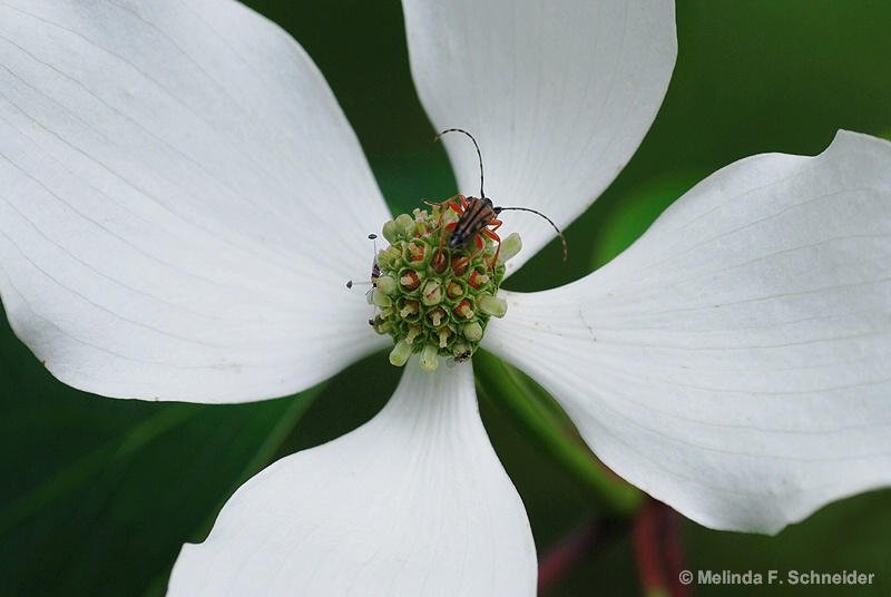 Bug on Dogwood Bloom