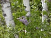 Birch and Lilac
