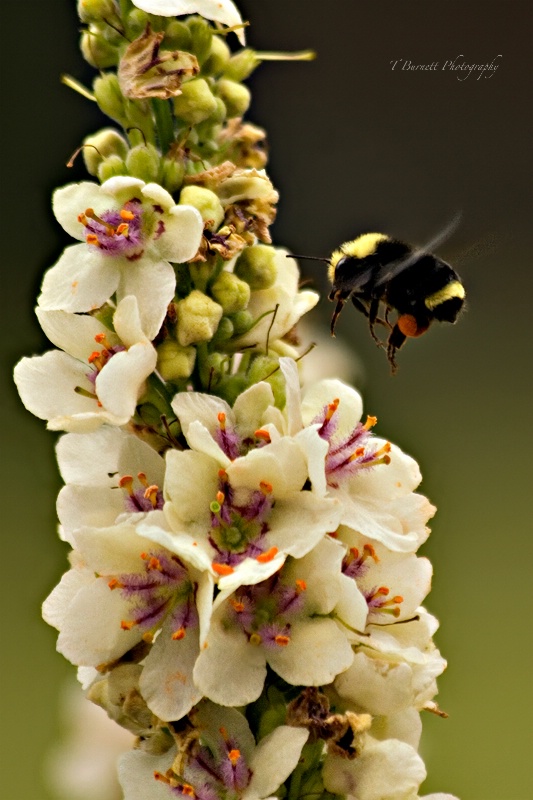 Bumble and Verbascum