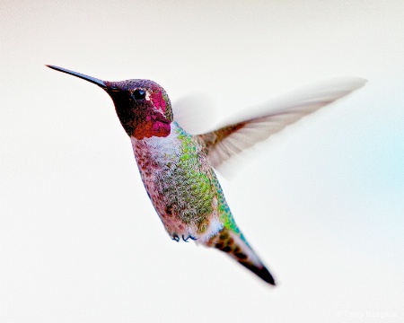 Anna's Hummingbird 