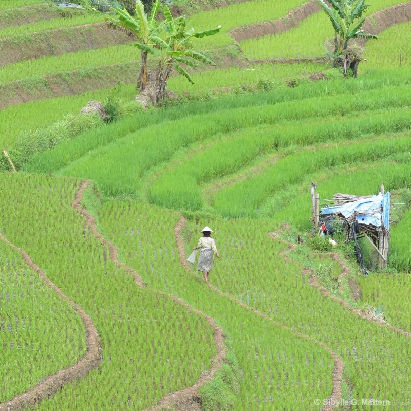 in the rice fields - ID: 14840448 © Sibylle G. Mattern