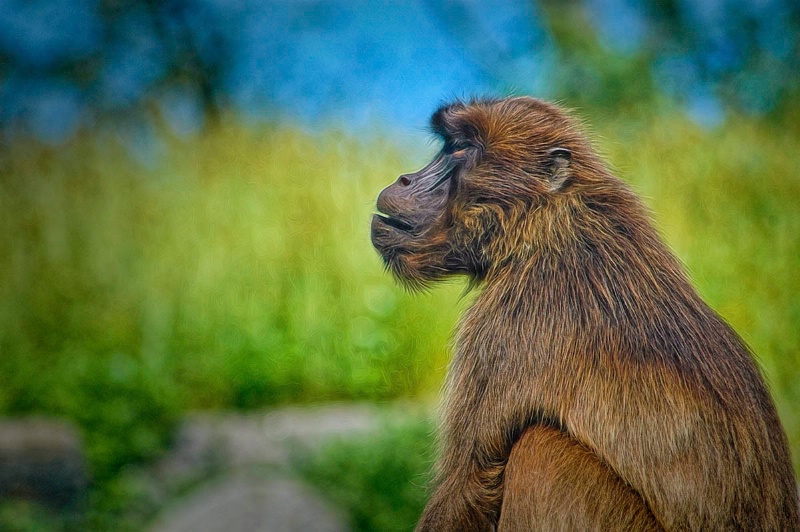 Solitary Baboon