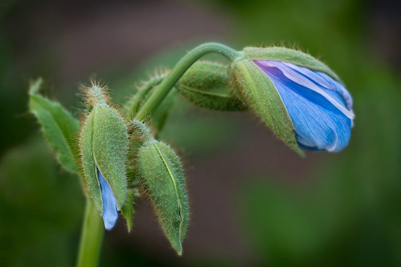 Blue Poppy Buds    