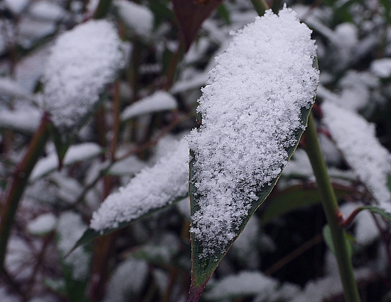 Snow blanket