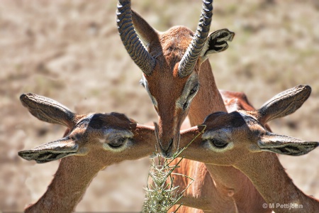 Mother's touch at dinner time