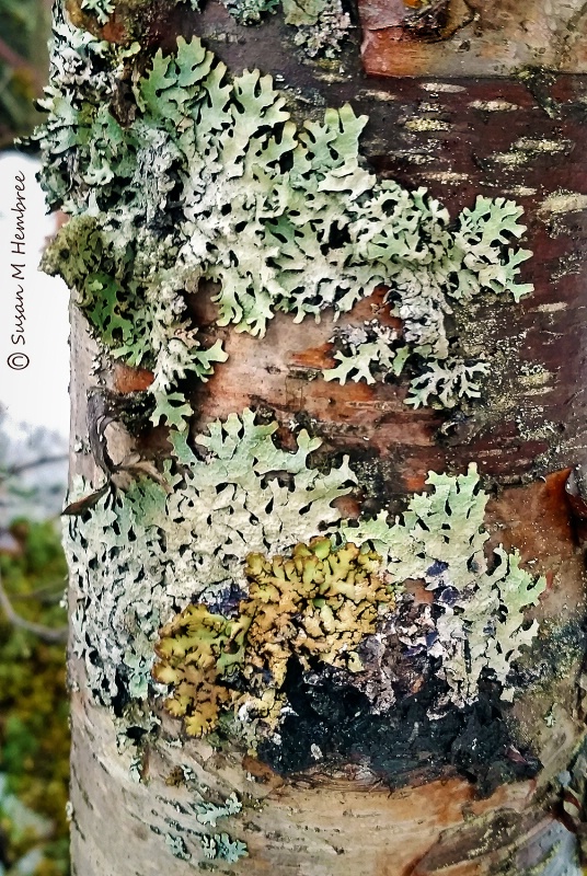 Parmelia Lichen on Birch