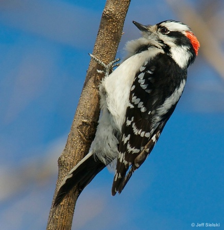 Peck Peck Peck!!  Woodpecker 