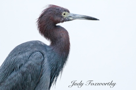 Little Blue Heron Preening