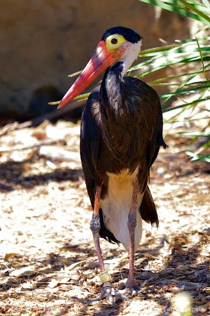 Storm Stork  (very rare) 