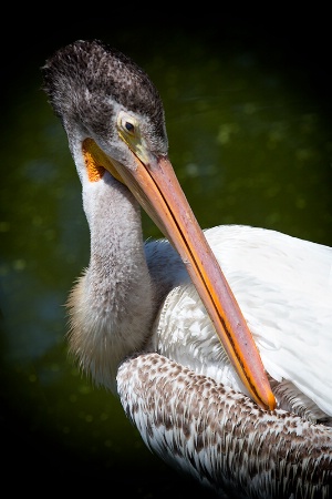 A Pelican Moment