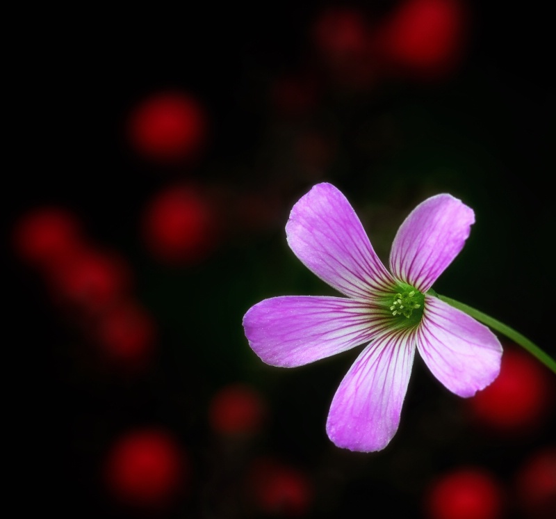 Oxalis and Berries