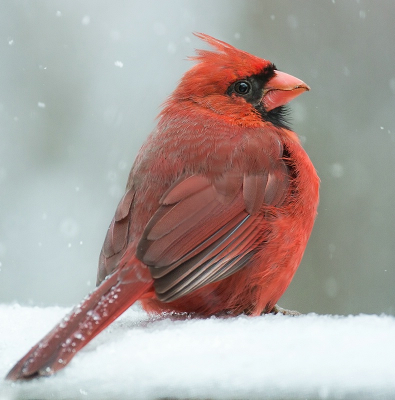 The Beautiful Male Cardinal