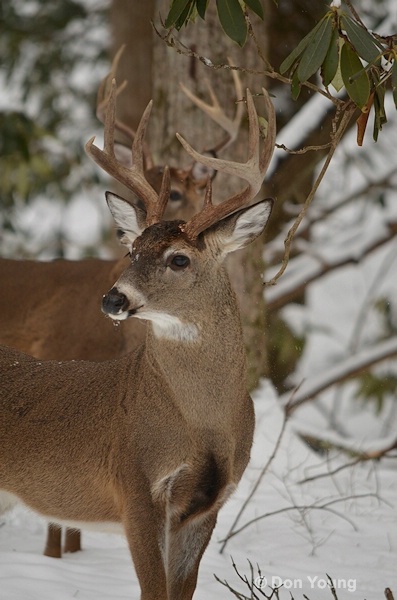 Two Bucks on Alert, Cades Cove, Smoky Mountains