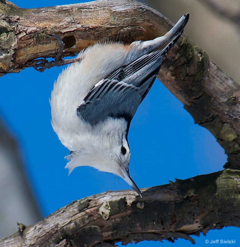 A Little Awkward!!  White-Breasted Nuthatch