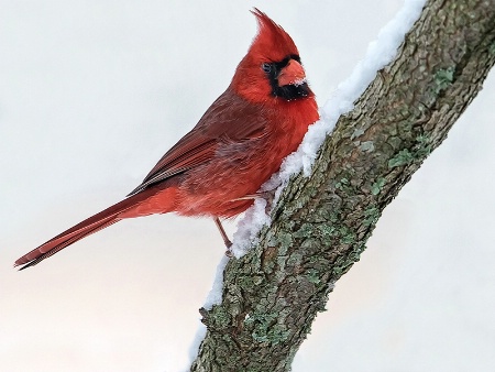 Mr. Cardinal