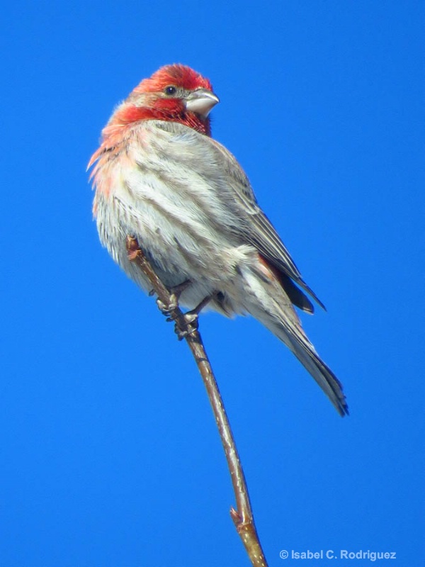 Red Head Finch