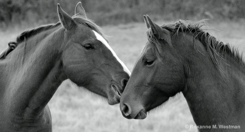 Buddies