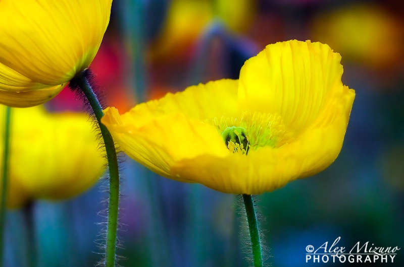 Poppy Garden