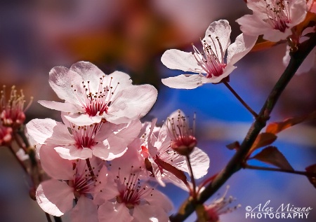 Messenger of Spring