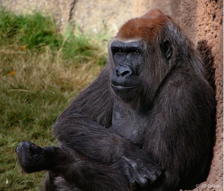 Gorilla