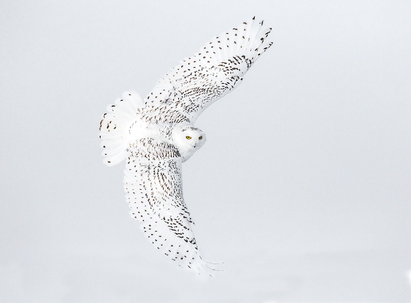  Snowy owl in flight, Ontario, Canada