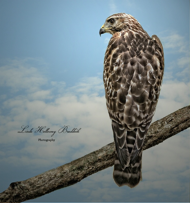 Red Shoulder Hawk