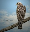 Red Shoulder Hawk