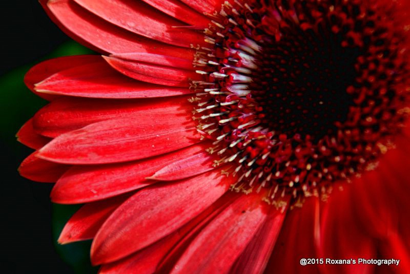 Red beauty