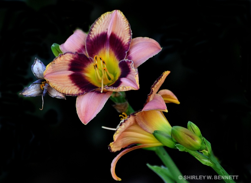 MY FAVORITE LILLY - ID: 14841832 © SHIRLEY MARGUERITE W. BENNETT