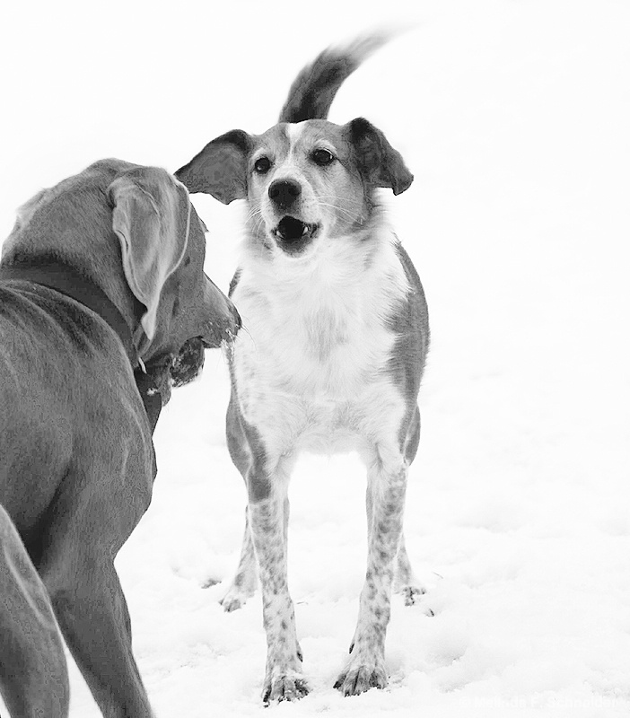 Give me that BALL!!!