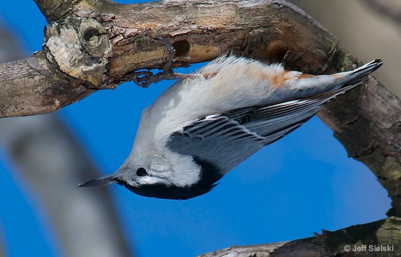 This Is Not Easy!!  White-Breasted Nuthatch