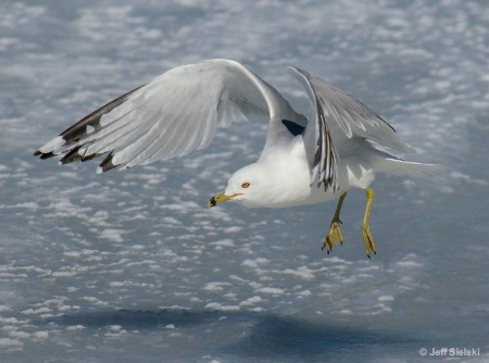 Cold Day For Flying!!  Seagull In Flight 