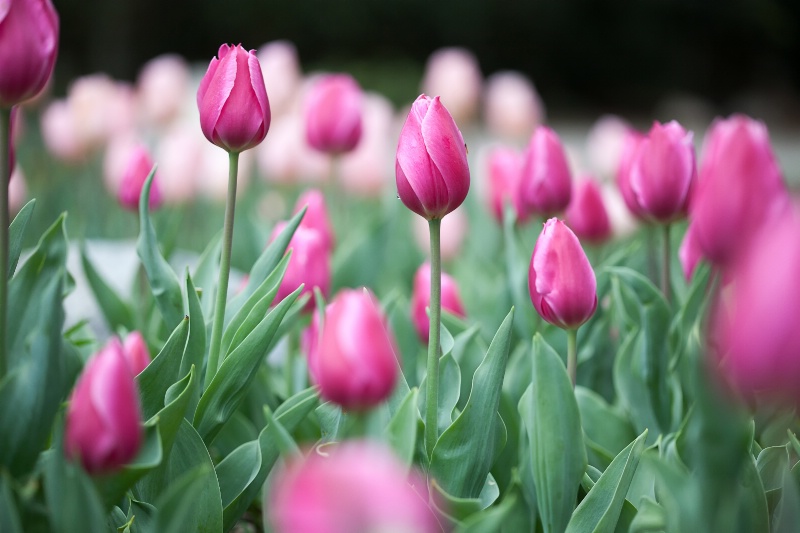 Dark Pink Tulips