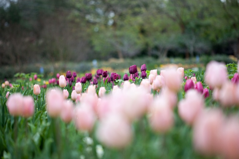 Tulips in the Gardens