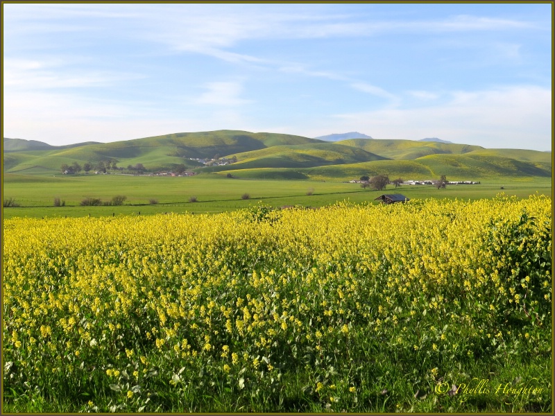 Yellow Hills of Livermore