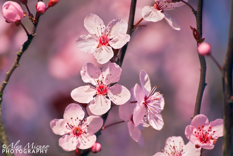 Spring Light