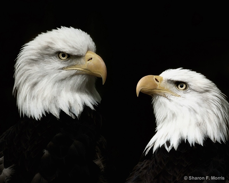 Portrait of Eagles