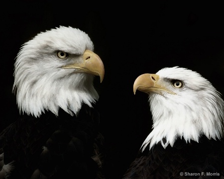 Portrait of Eagles