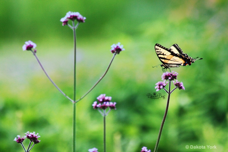 Tiger Swallowtail