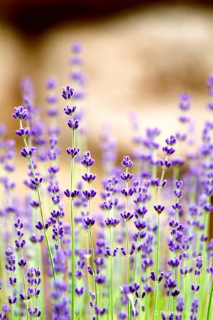 Lavender Flowers