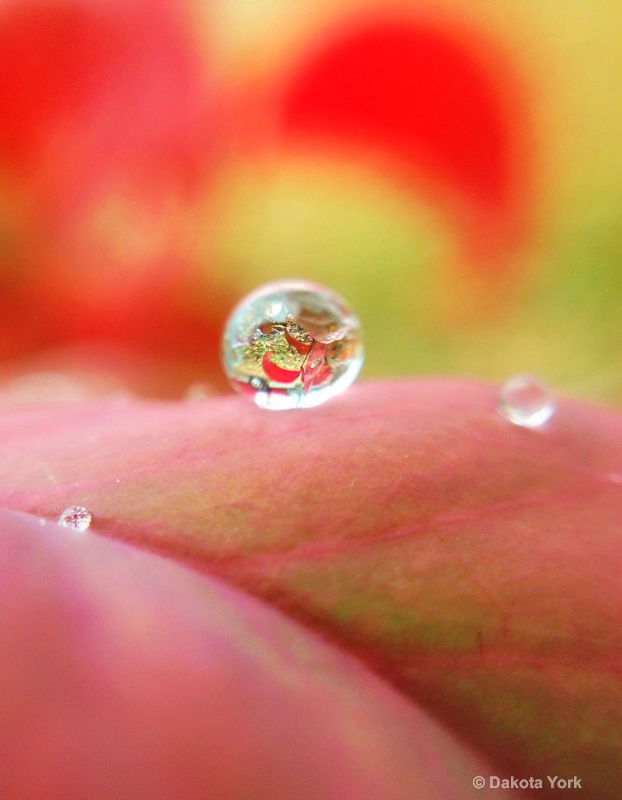 Raindrop