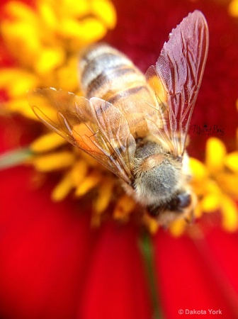 Bee