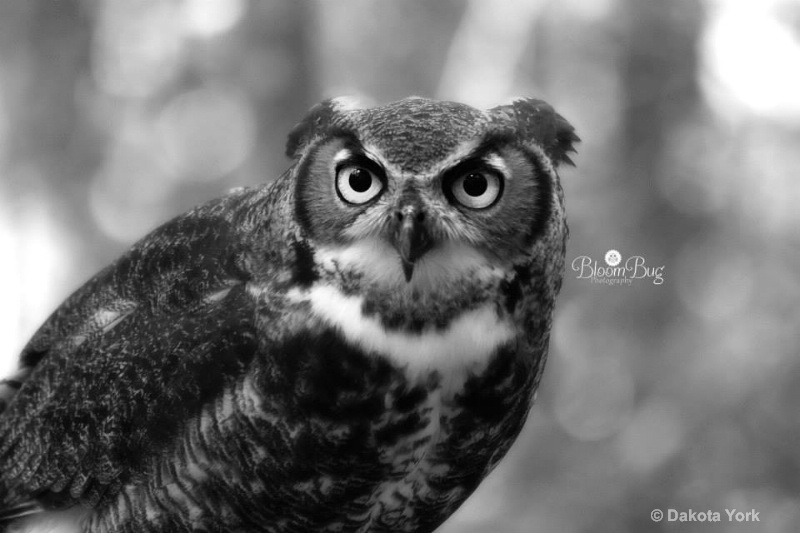 Great-Horned Owl