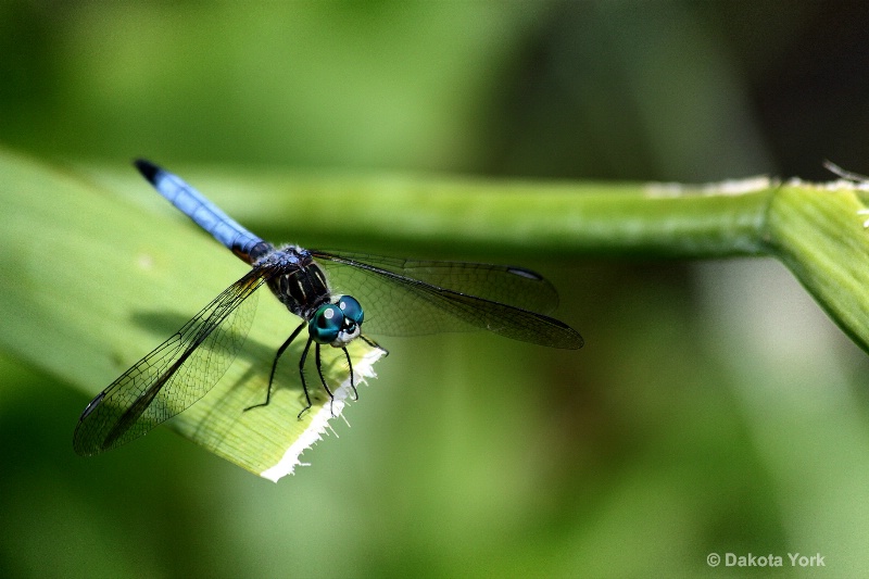 Dragonfly