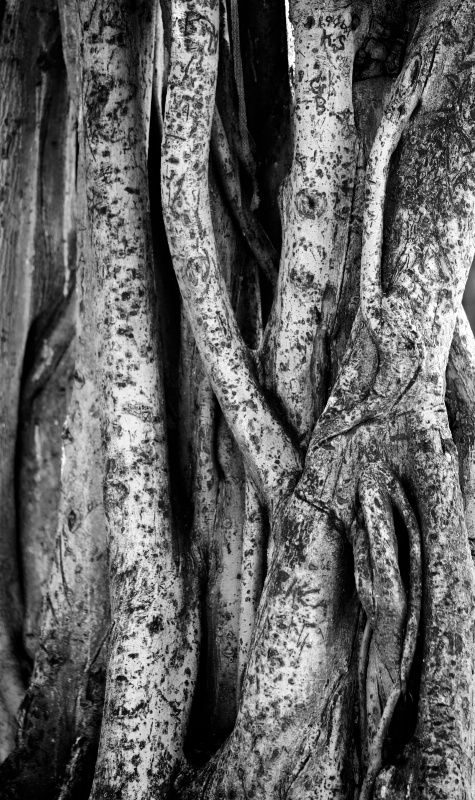 Banyan Tree #5