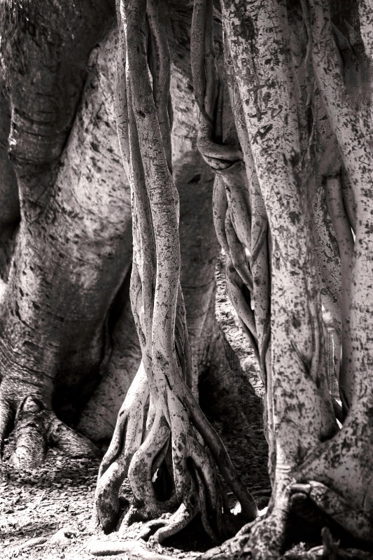 Banyan Tree #3