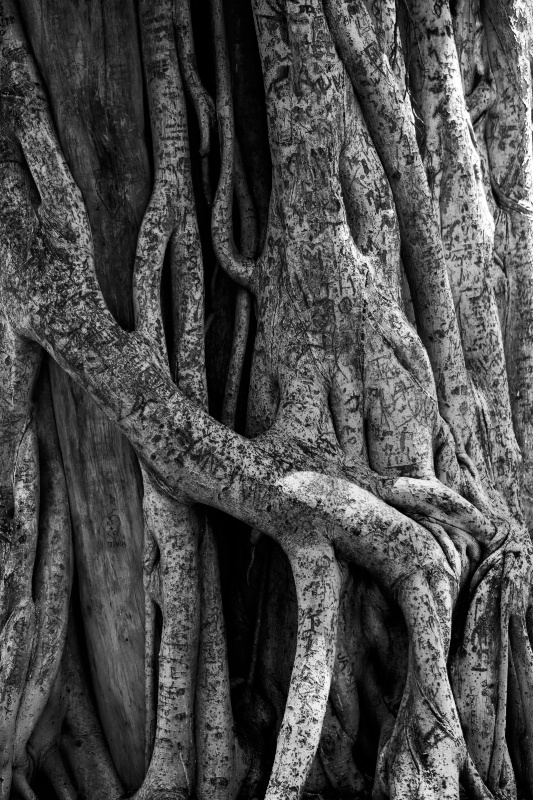 Banyan Tree #2