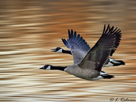Arkansas River Geese