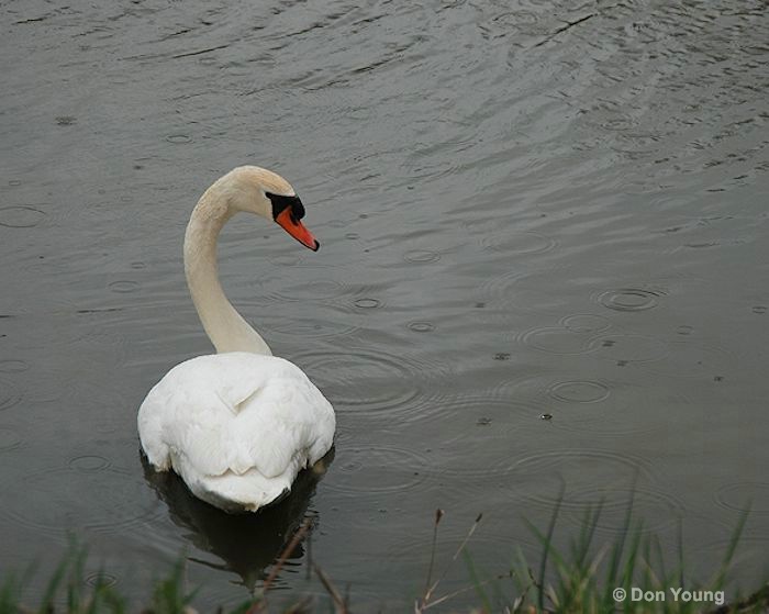 Swan In The Rain